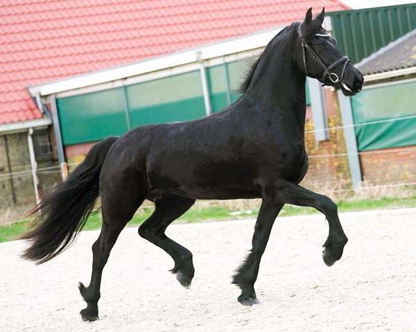 black-none-horse