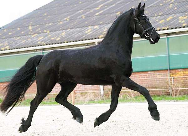 friesian-horse