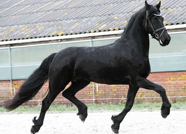 friesians-horse