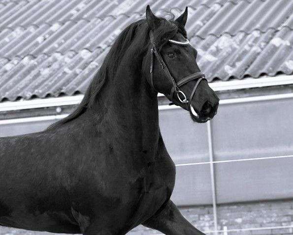 friesian-horses