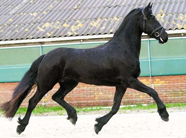 friesian-for-sale-horse