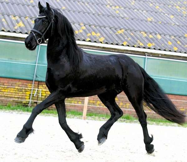 f-riesians-for-sale-friesian-horse