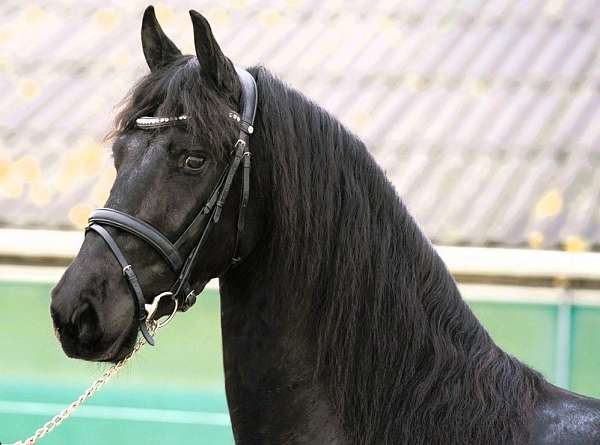 friesian-sporthorse-horse