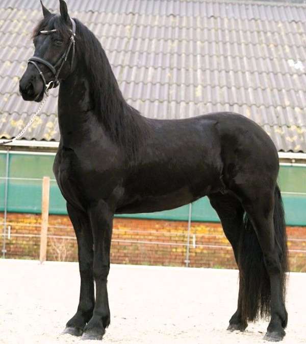 friesian-broodmare-horse