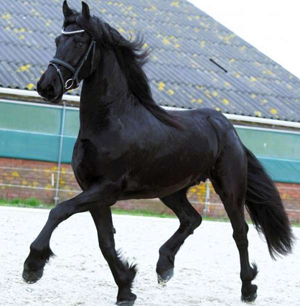 black-none-horse