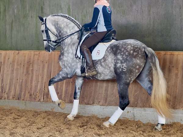 grey-andalusian-horse