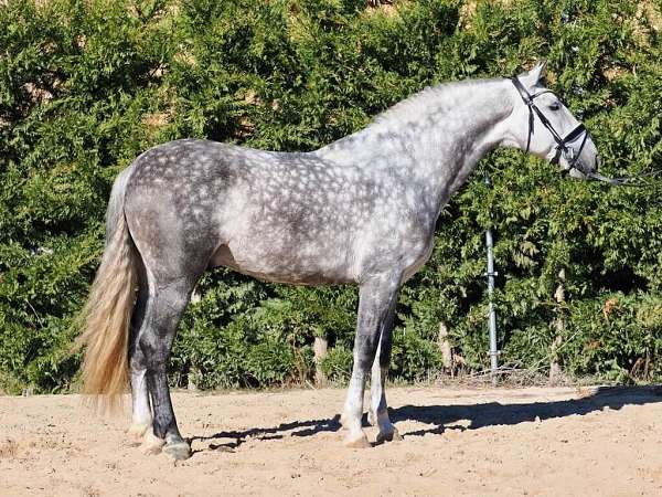 stallion-andalusian-horse