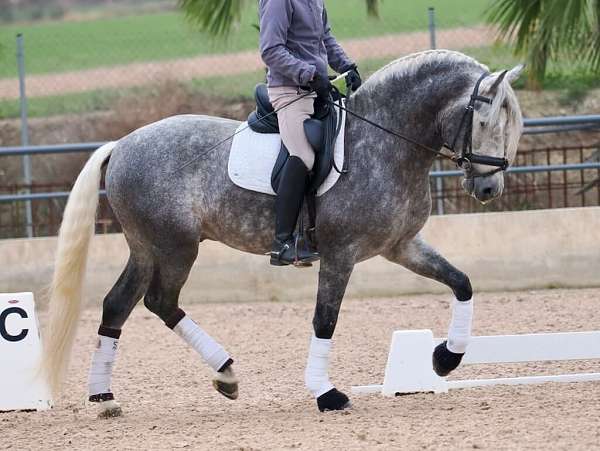 stallion-andalusian-horse