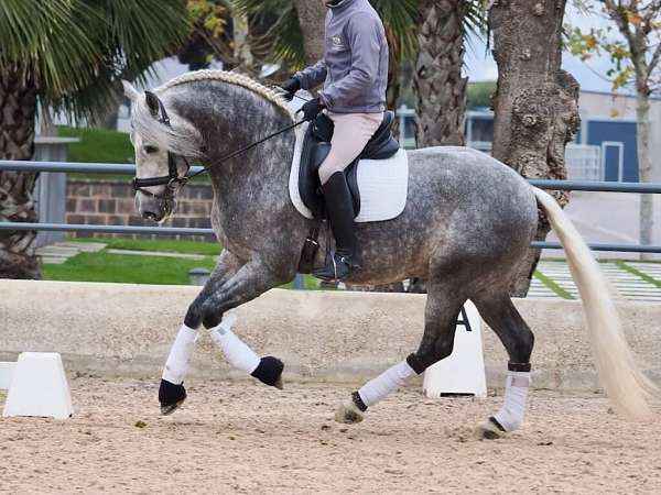 grey-andalusian-horse