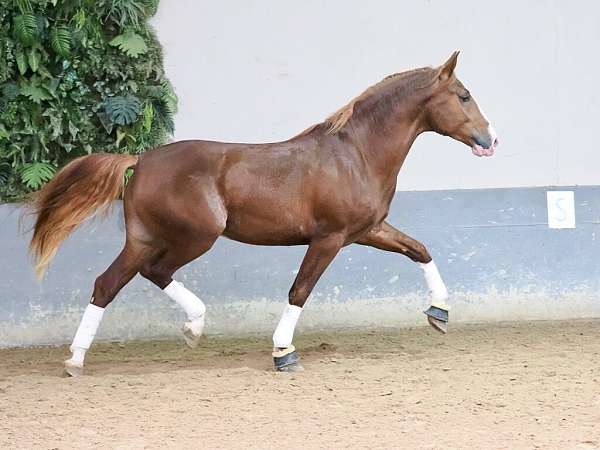 andalusian-horse