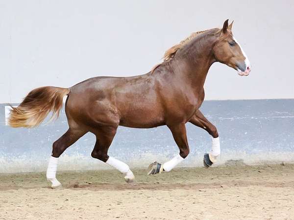 stallion-andalusian-horse