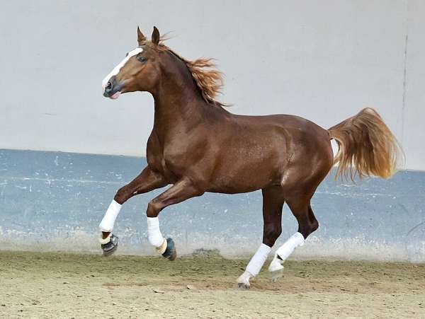 chestnut-andalusian-horse