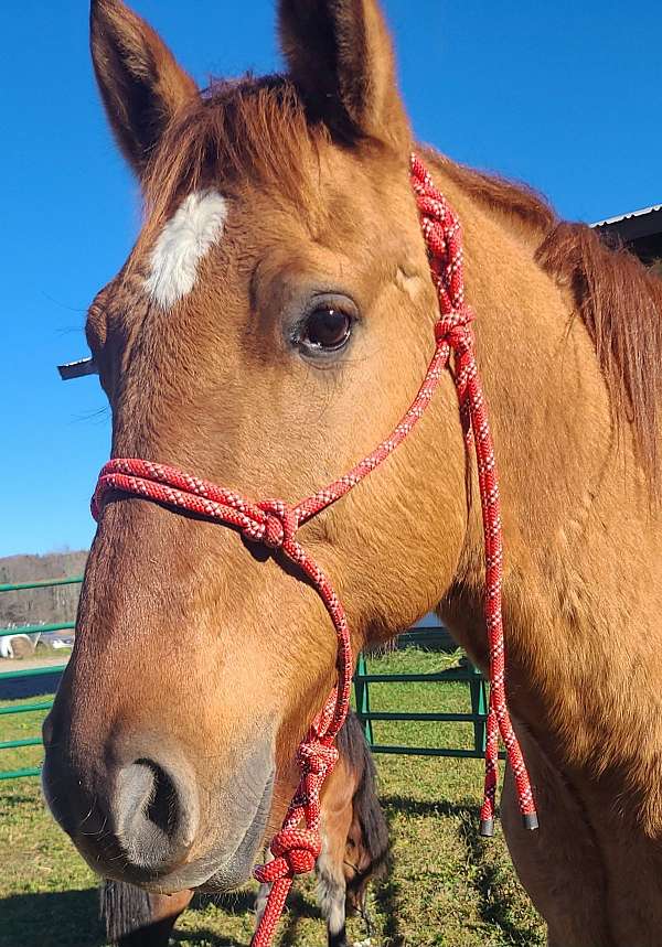 beginner-working-paint-palomino-horse