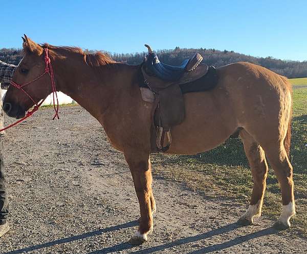 dun-paint-palomino-gelding