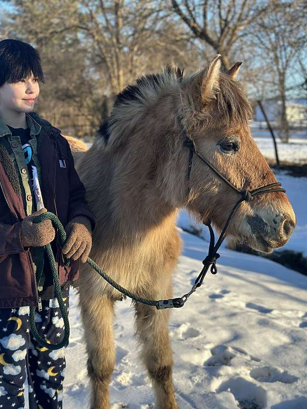 western-dressage-fjord-horse