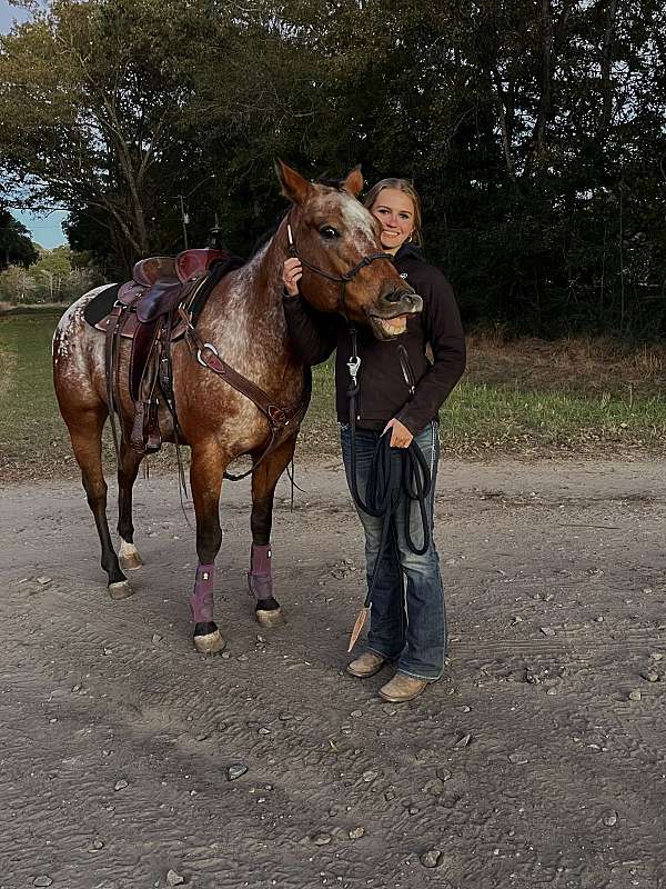 appaloosa-horse-for-sale