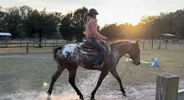 appaloosa-horse