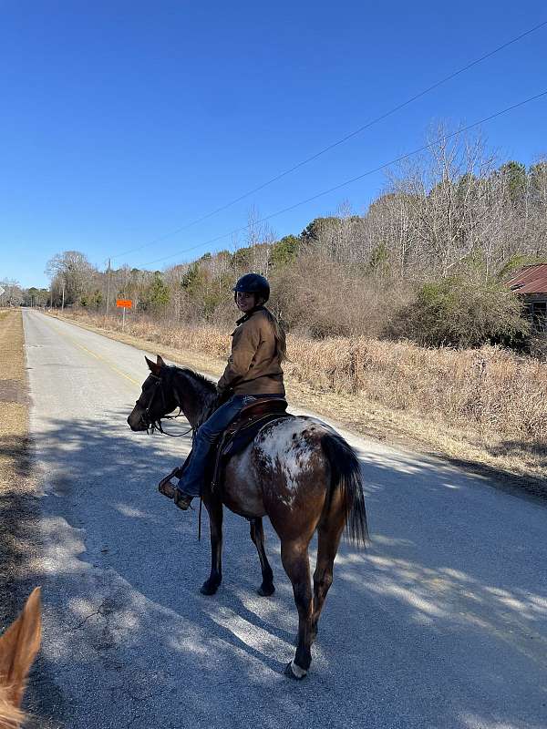 appaloosa-mare