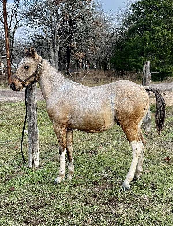 buckskin-tobiano-paint-colt