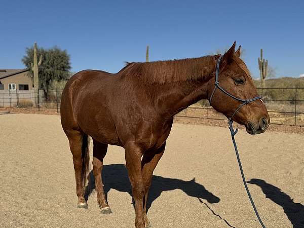 sorrel-aqpa-gelding