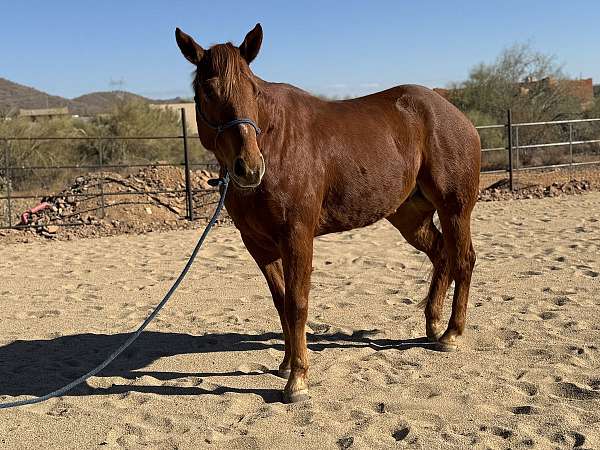 english-pleasure-quarter-horse