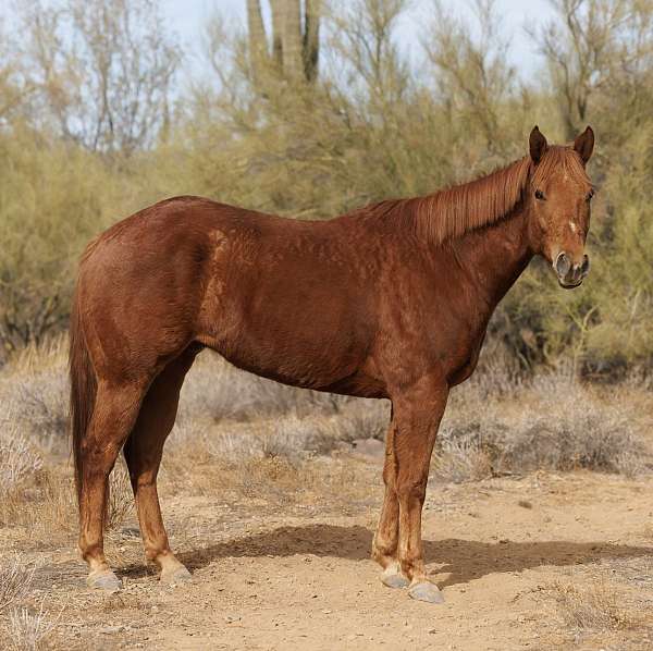 sorrel-aqpa-gelding