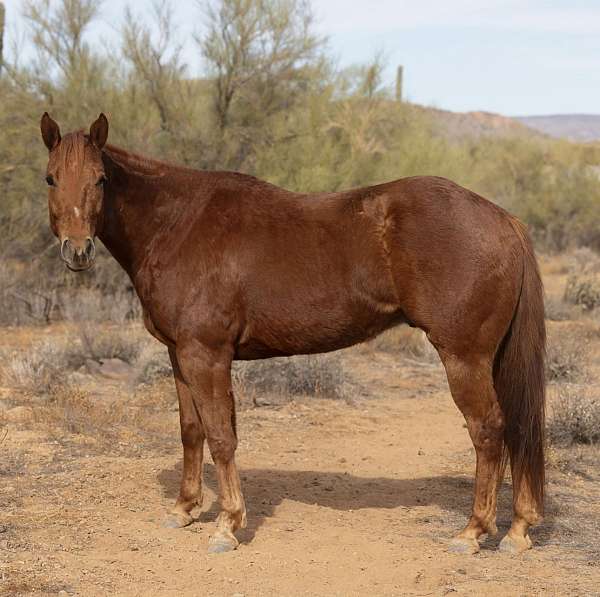 english-pleasure-quarter-horse