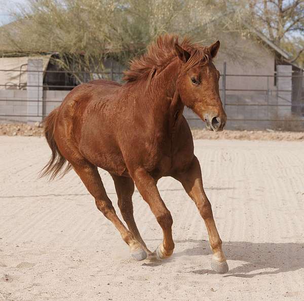 adult-paint-horse