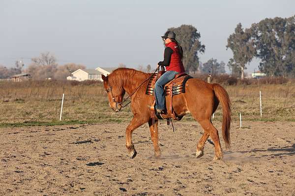 draft-horse