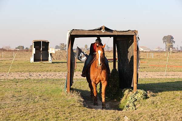 dressage-draft-horse