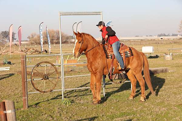 all-around-draft-horse