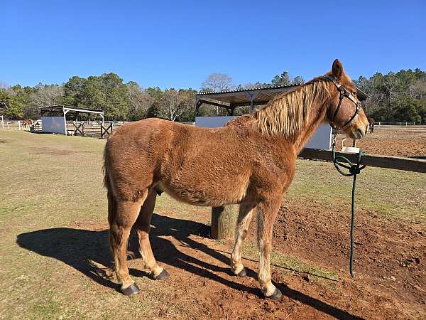 tennessee-walking-gelding