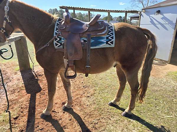 tennessee-walking-horse-for-sale