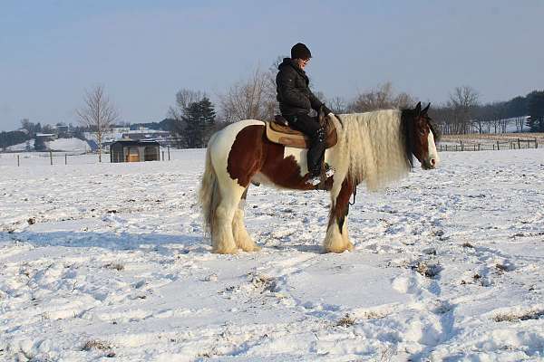 pinto-paint-horse