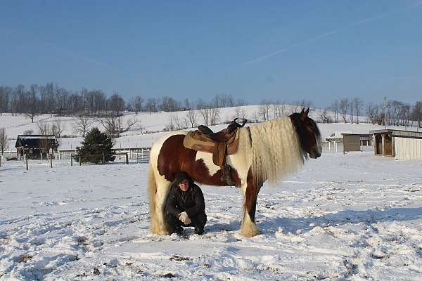 all-around-gypsy-vanner-horse