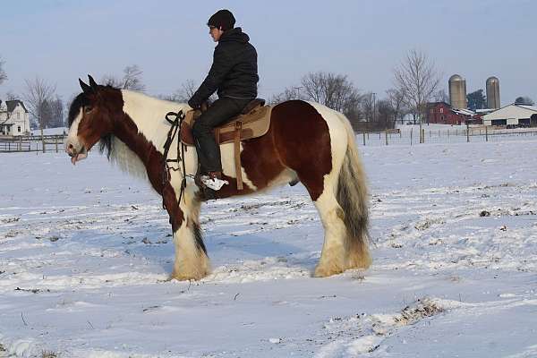 athletic-gypsy-vanner-horse