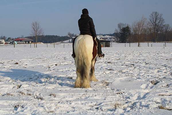 driving-gypsy-vanner-horse