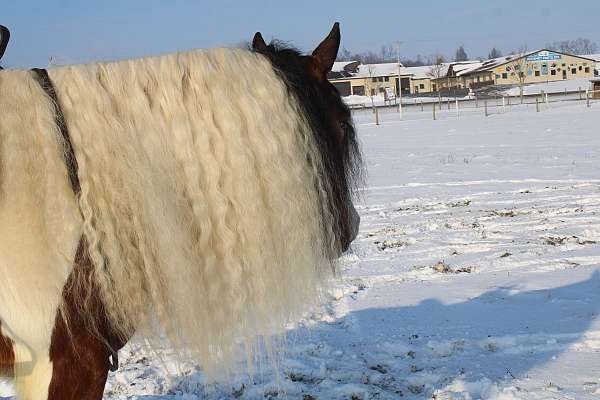 flashy-gypsy-vanner-horse