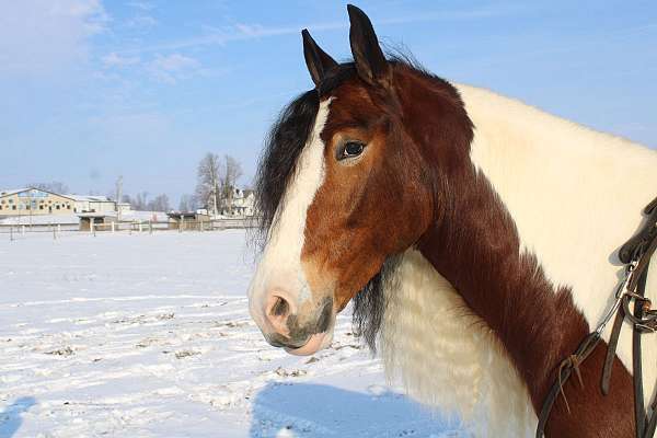 husband-safe-gypsy-vanner-horse