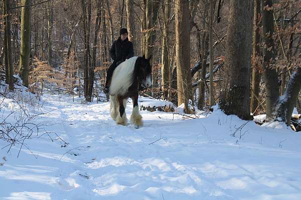 kid-safe-gypsy-vanner-horse