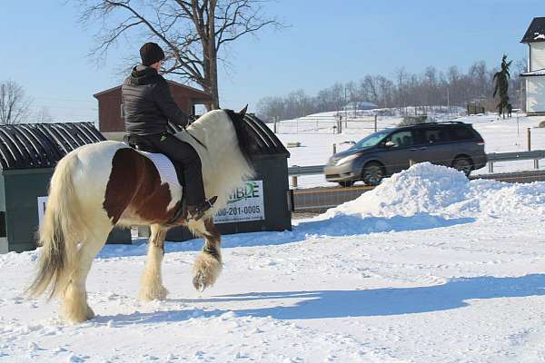 pleasure-driving-gypsy-vanner-horse