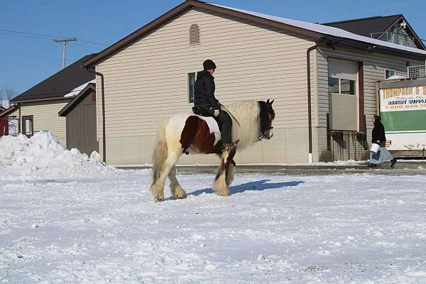 saddle-seat-gypsy-vanner-horse