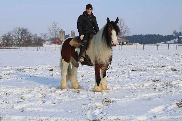 team-driving-gypsy-vanner-horse