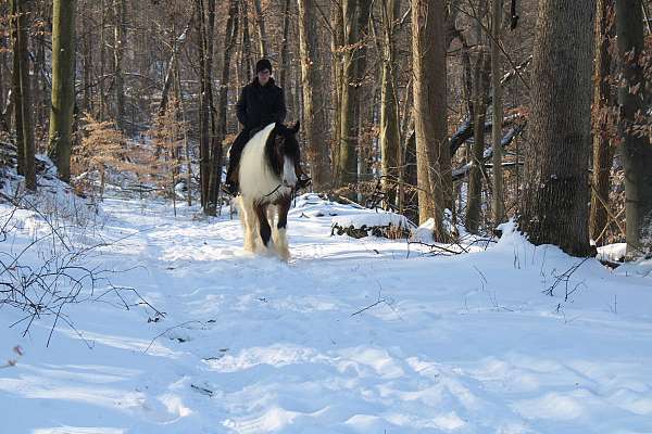 trail-gypsy-vanner-horse