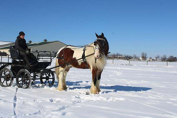 trail-riding-gypsy-vanner-horse