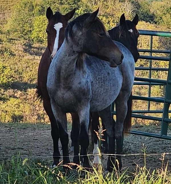 quarter-horse-filly