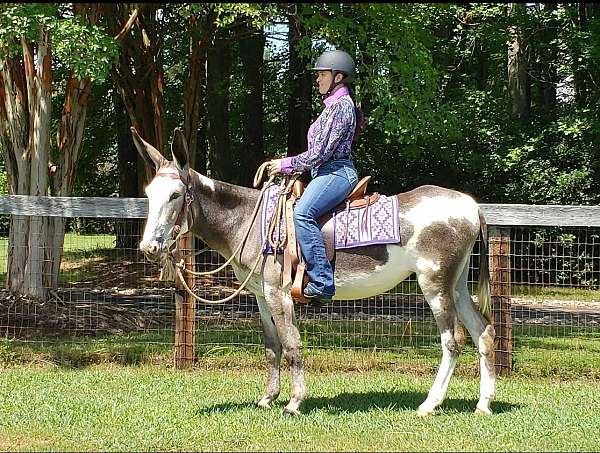 barrel-pinto-donkey