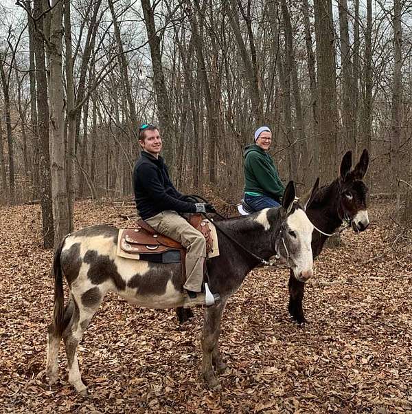 barrel-warmblood-donkey