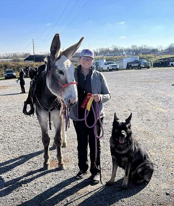 beginner-pinto-donkey