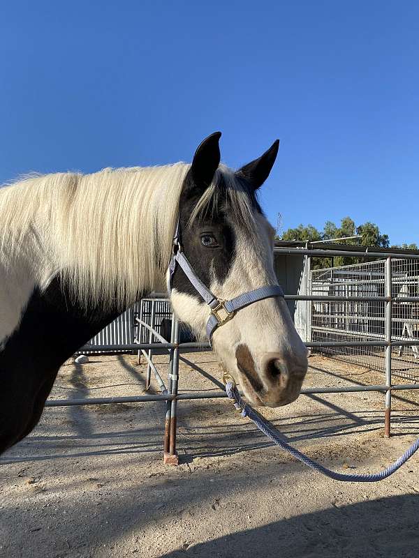 companion-paint-paso-fino-horse